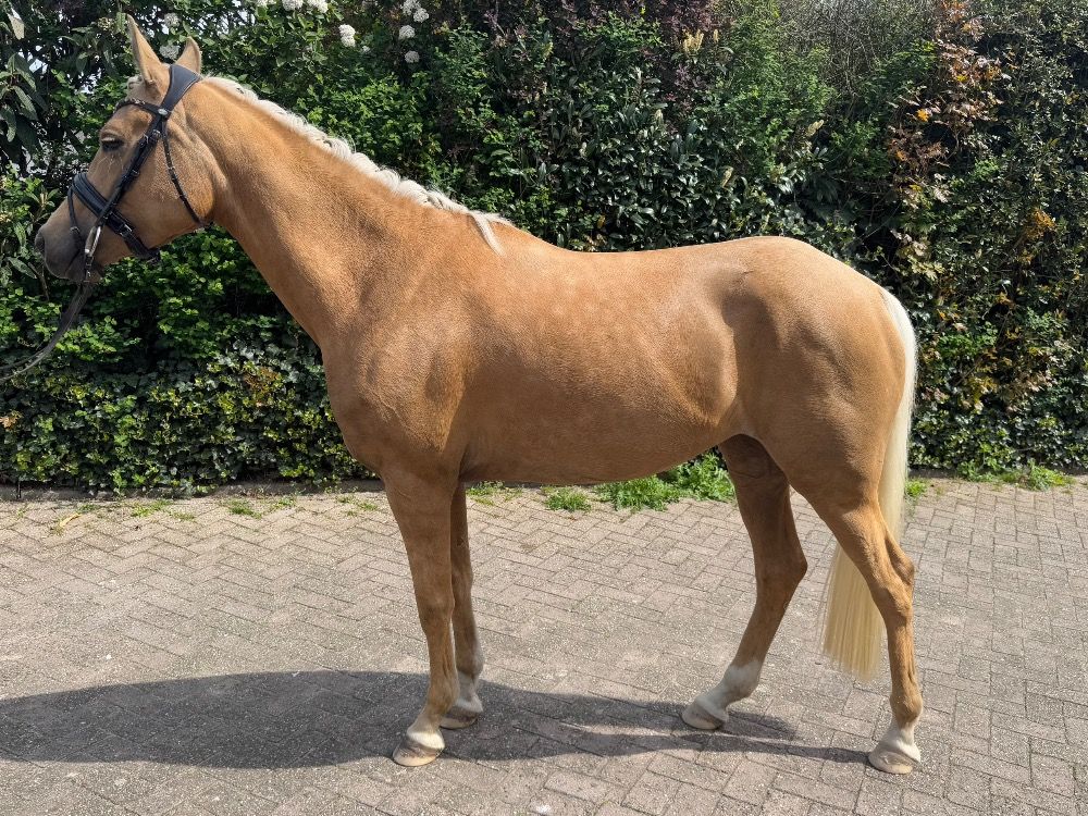 NRPS allround-pony Merrie 4 jaar Palomino te koop - Foto 2