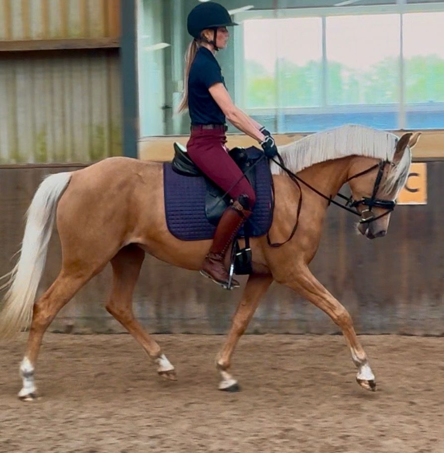 NRPS allround-pony Merrie 4 jaar Palomino te koop - Foto 5