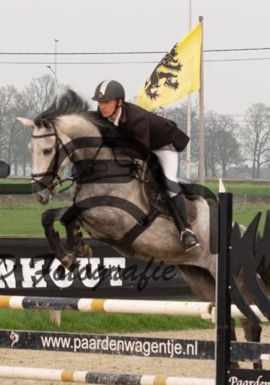BWP springpaard Merrie 8 jaar Schimmel te koop - Foto 2