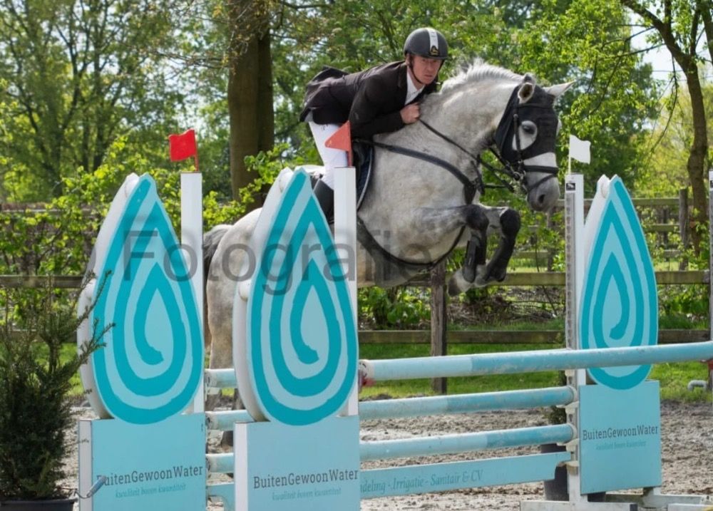 BWP springpaard Merrie 8 jaar Schimmel te koop - Foto 3