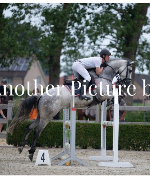 BWP springpaard Merrie 8 jaar Schimmel te koop - Hoofdfoto