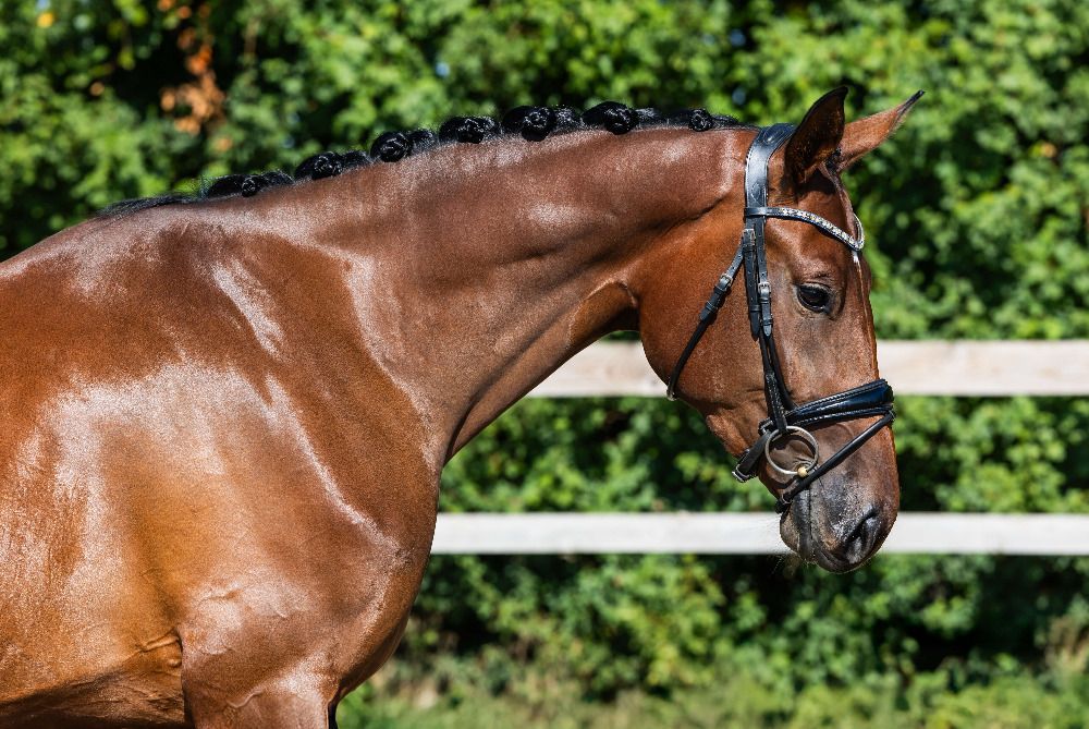 Hannover dressuurpaard Merrie 3 jaar Bruin te koop - Foto 3