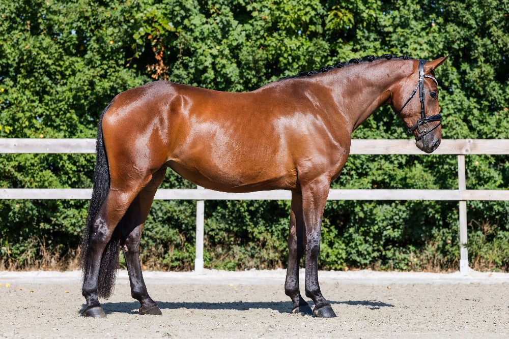 Hannover dressuurpaard Merrie 3 jaar Bruin te koop - Foto 5