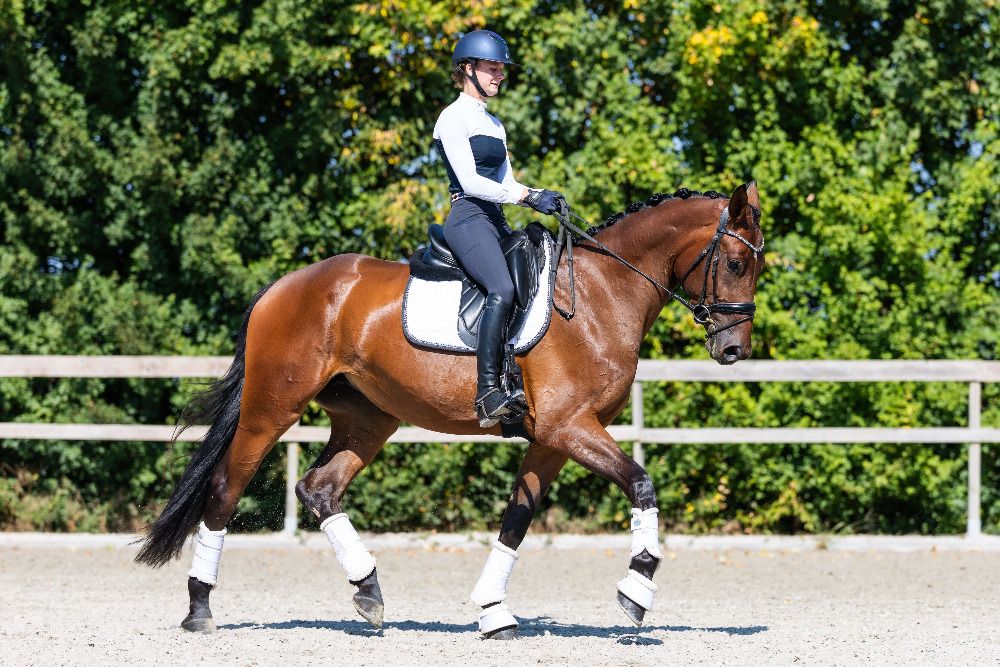 Temptation Love - opwindend jong prospect voor toekomstige dressuur sport