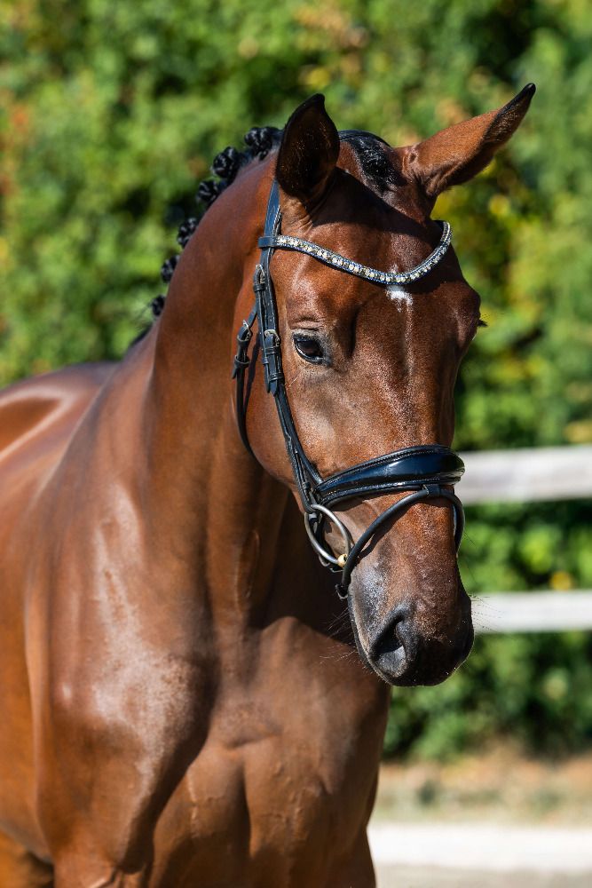 Hannover dressuurpaard Merrie 3 jaar Bruin te koop - Foto 2