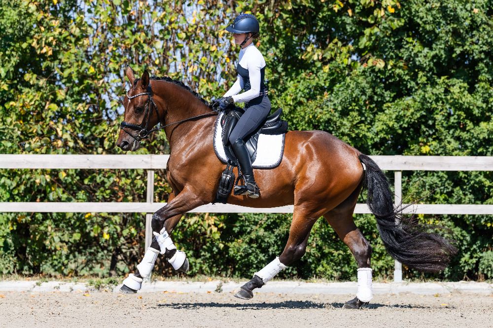 Hannover dressuurpaard Merrie 3 jaar Bruin te koop - Foto 4