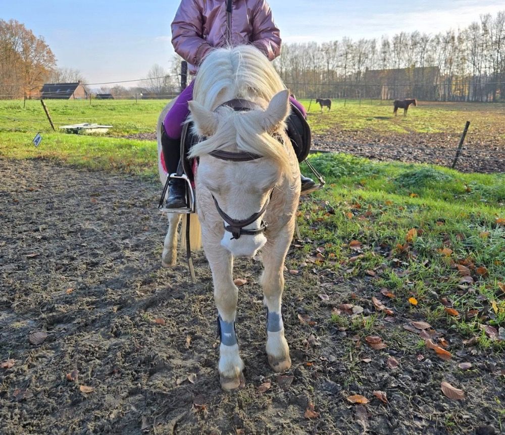Welsh Cob springpony Ruin 5 jaar Palomino te koop - Foto 5