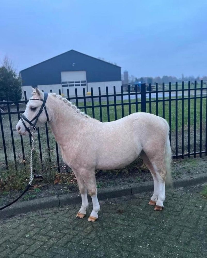 Welsh Cob springpony Ruin 5 jaar Palomino te koop - Foto 2