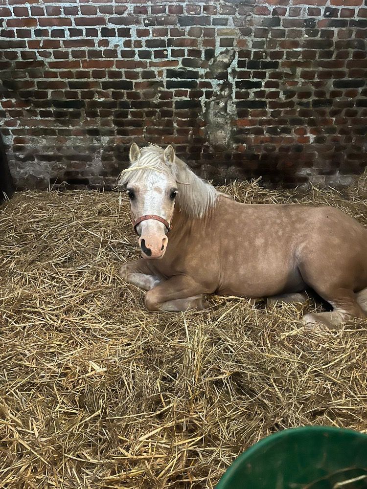 Welsh Cob springpony Ruin 5 jaar Palomino te koop - Foto 3