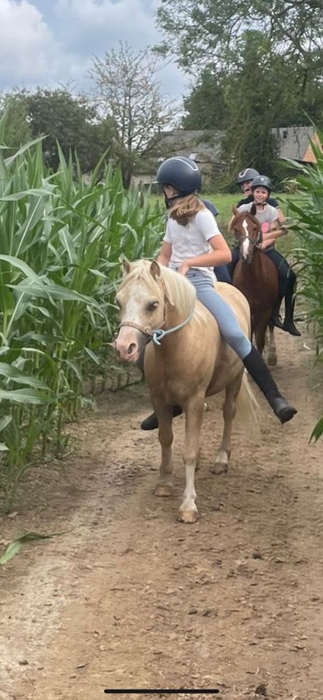 Welsh Cob springpony Ruin 5 jaar Palomino te koop - Foto 6