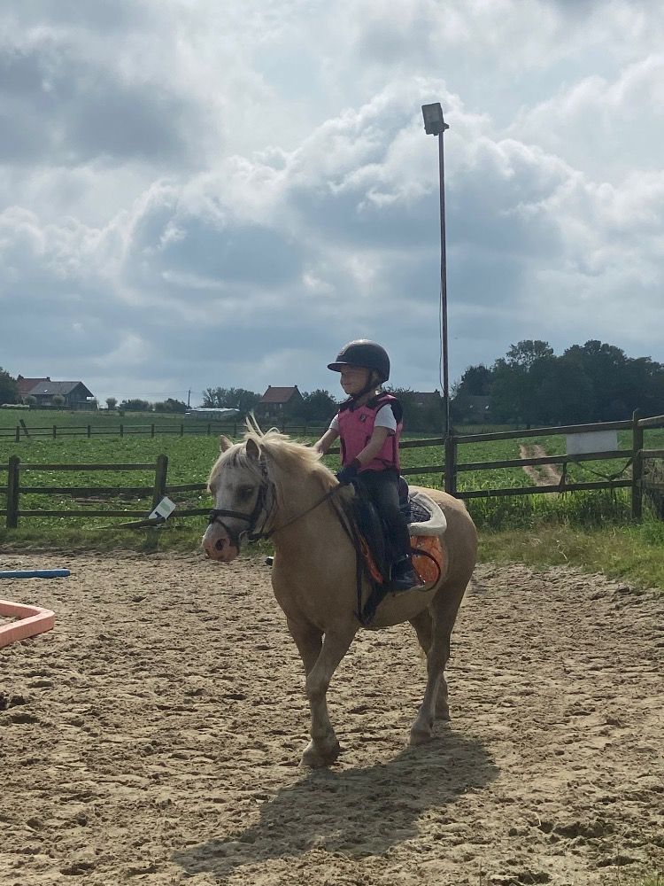 Welsh Cob springpony Ruin 5 jaar Palomino te koop - Foto 4