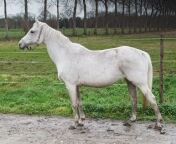 KWPN recreatie paard Merrie 16 jaar Schimmel te koop - Foto 5