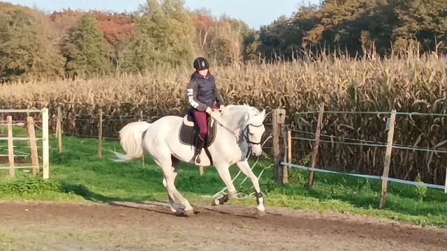 KWPN recreatie paard Merrie 16 jaar Schimmel te koop - Foto 3