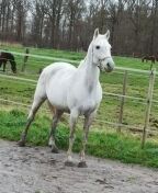 KWPN recreatie paard Merrie 16 jaar Schimmel te koop - Foto 2