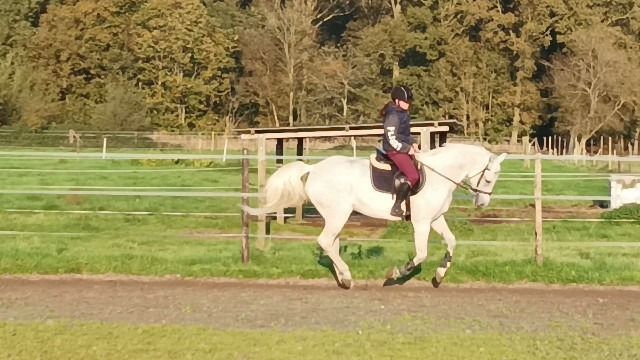 KWPN recreatie paard Merrie 16 jaar Schimmel te koop - Foto 4