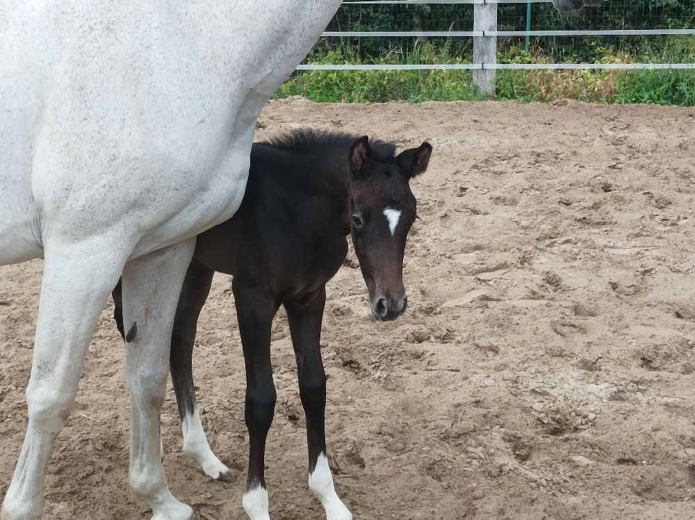 KWPN recreatie paard Merrie 16 jaar Schimmel te koop - Foto 6