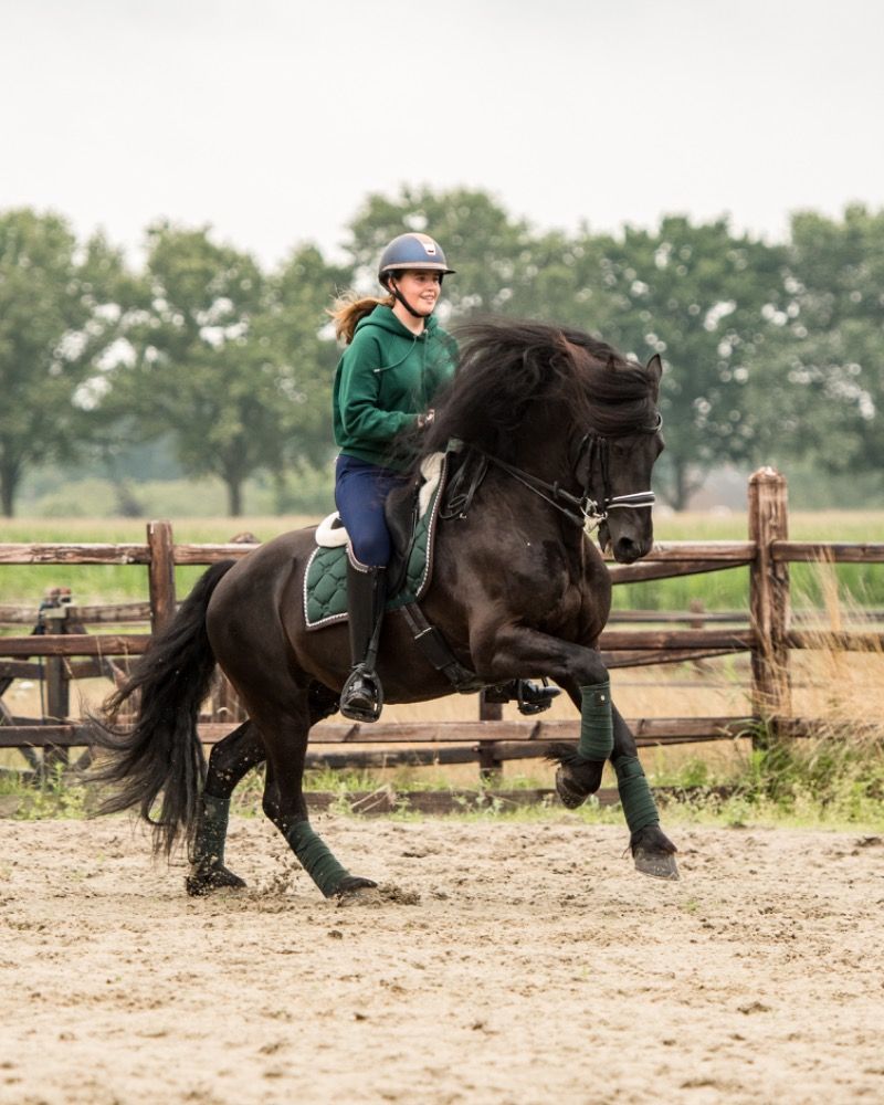 FPS (Nederland) dressuurpaard Hengst 10 jaar Zwart te koop - Foto 6