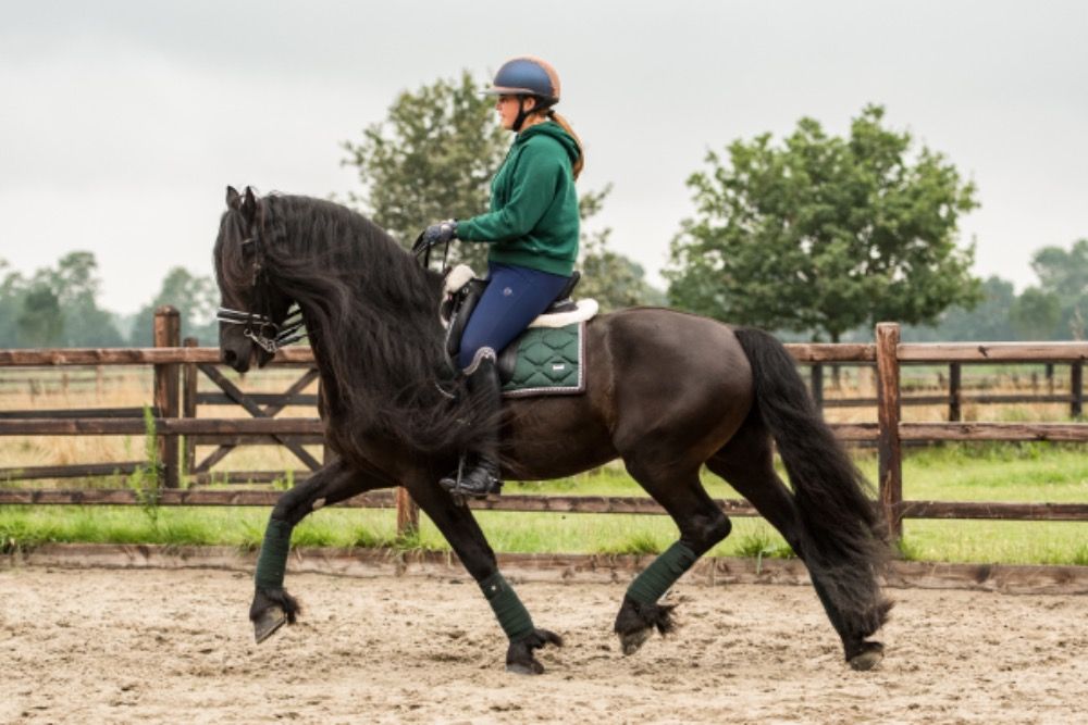 FPS (Nederland) dressuurpaard Hengst 10 jaar Zwart te koop - Foto 2