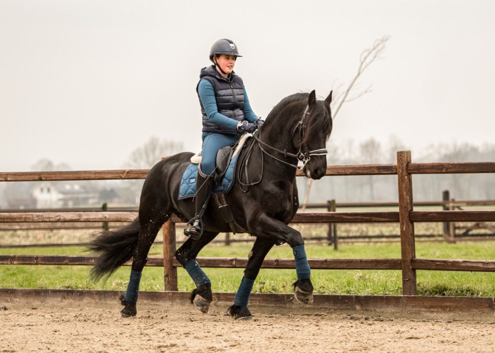 FPS (Nederland) dressuurpaard Hengst 10 jaar Zwart te koop - Foto 4