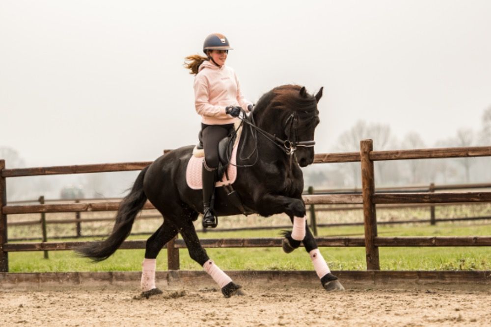 Knappe sterhengst te koop