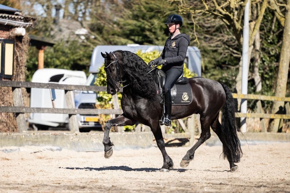 Fries dressuurpaard Ruin 6 años Zwart en venta - Foto 3