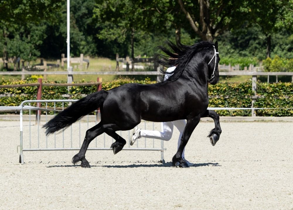 Fries dressuurpaard Ruin 6 años Zwart en venta - Foto 4