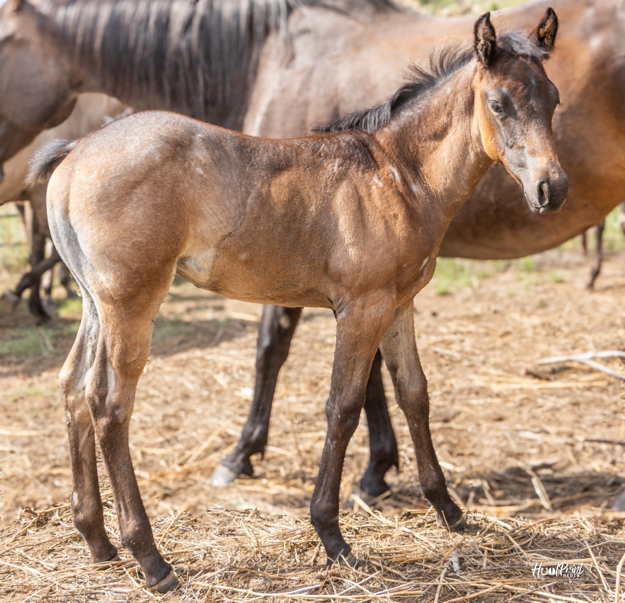 quarter-horse western-paard merrie 1 سنوات للبيع - الصورة الرئيسية