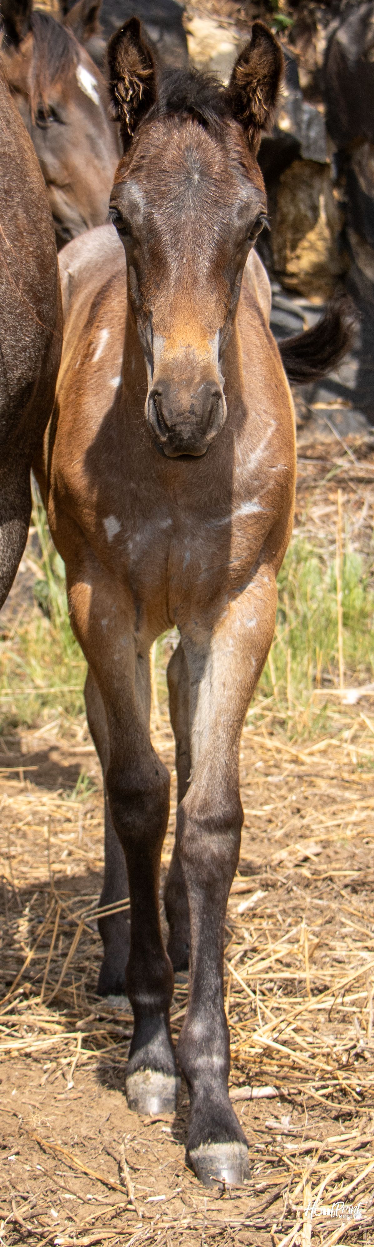 quarter-horse western-paard merrie 1 سنوات للبيع - صورة 2