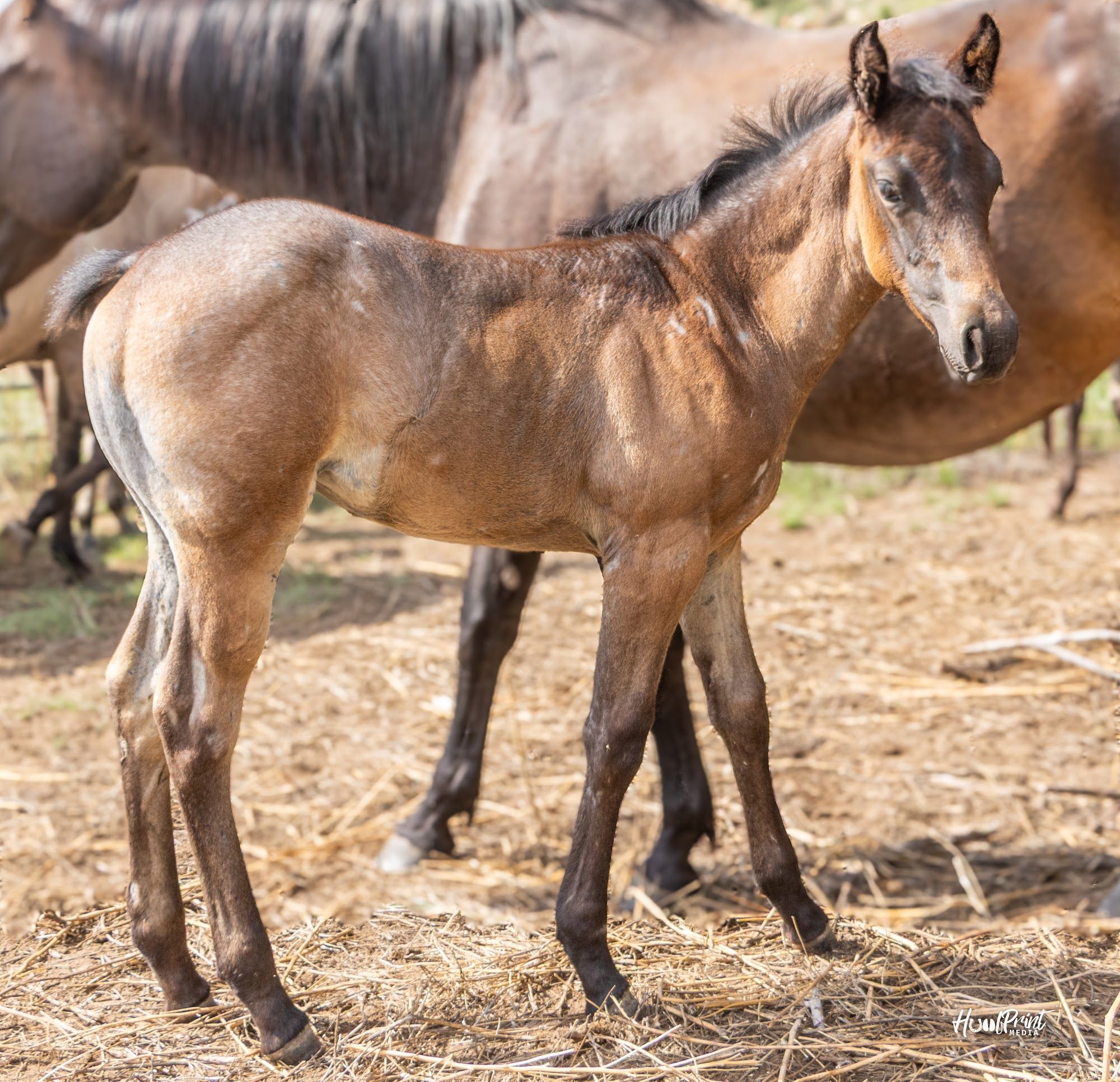 quarter-horse western-paard merrie 1 سنوات للبيع - صورة 3