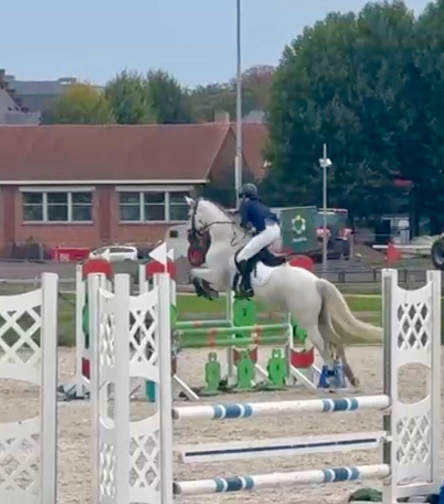 Iers sportpaard eventingpaard Merrie 6 jaar Andere te koop - Foto 3