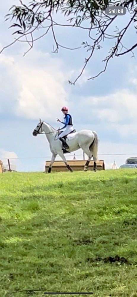 Iers sportpaard eventingpaard Merrie 6 jaar Andere te koop - Foto 5