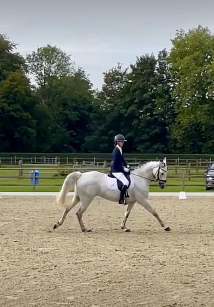 Iers sportpaard eventingpaard Merrie 6 jaar Andere te koop - Foto 6