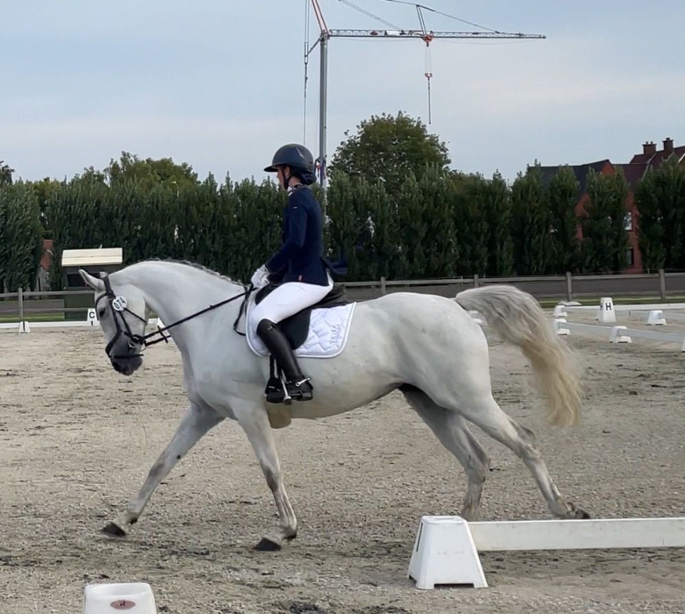 Iers sportpaard eventingpaard Merrie 6 jaar Andere te koop - Foto 4