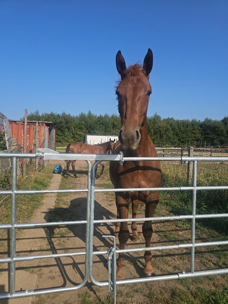 BWP dressuurpaard 2 jaar Vos te koop - Foto 3