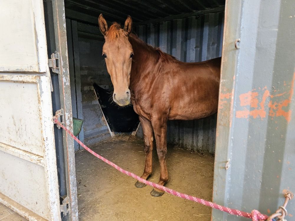 BWP dressuurpaard 2 jaar Vos te koop - Foto 2
