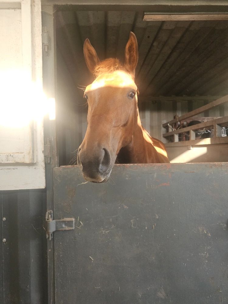 BWP dressuurpaard 2 jaar Vos te koop - Foto 5