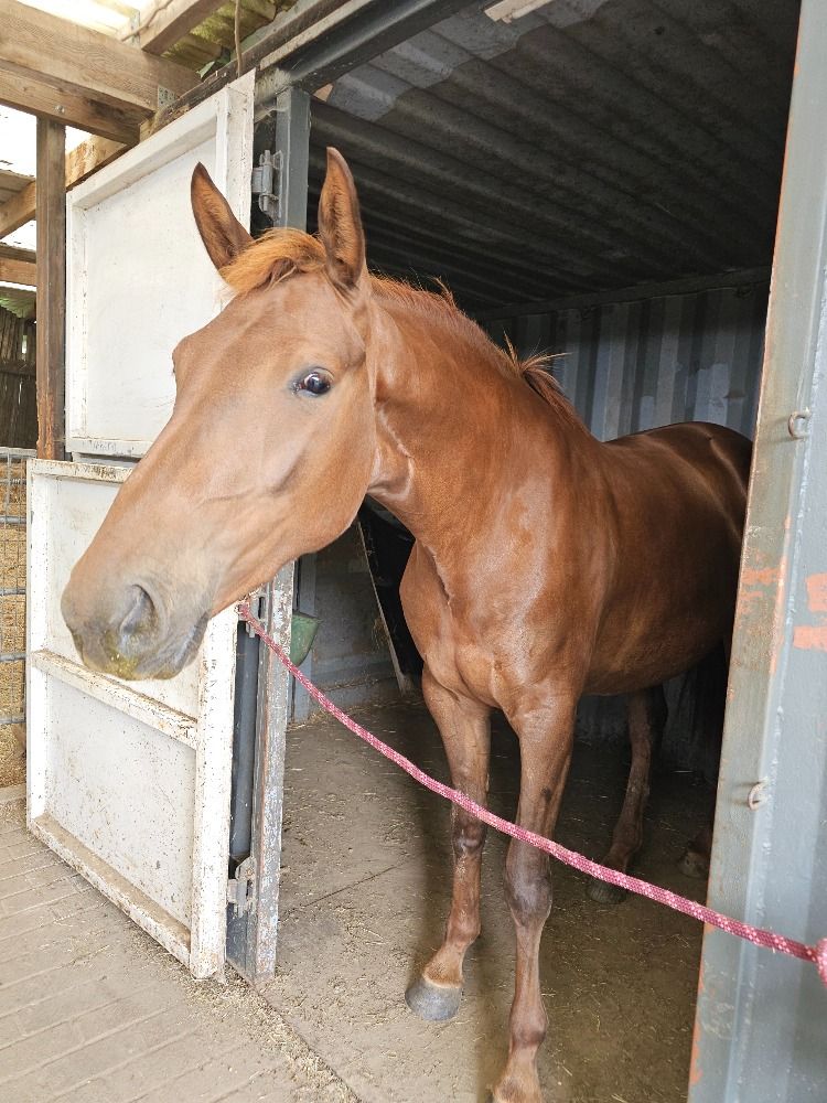 BWP dressuurpaard 2 jaar Vos te koop - Foto 6