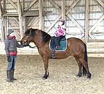 Estonian Native Horse show jumping Mare 04.07.2019 歳 Bay 売り出し中 - 写真 2