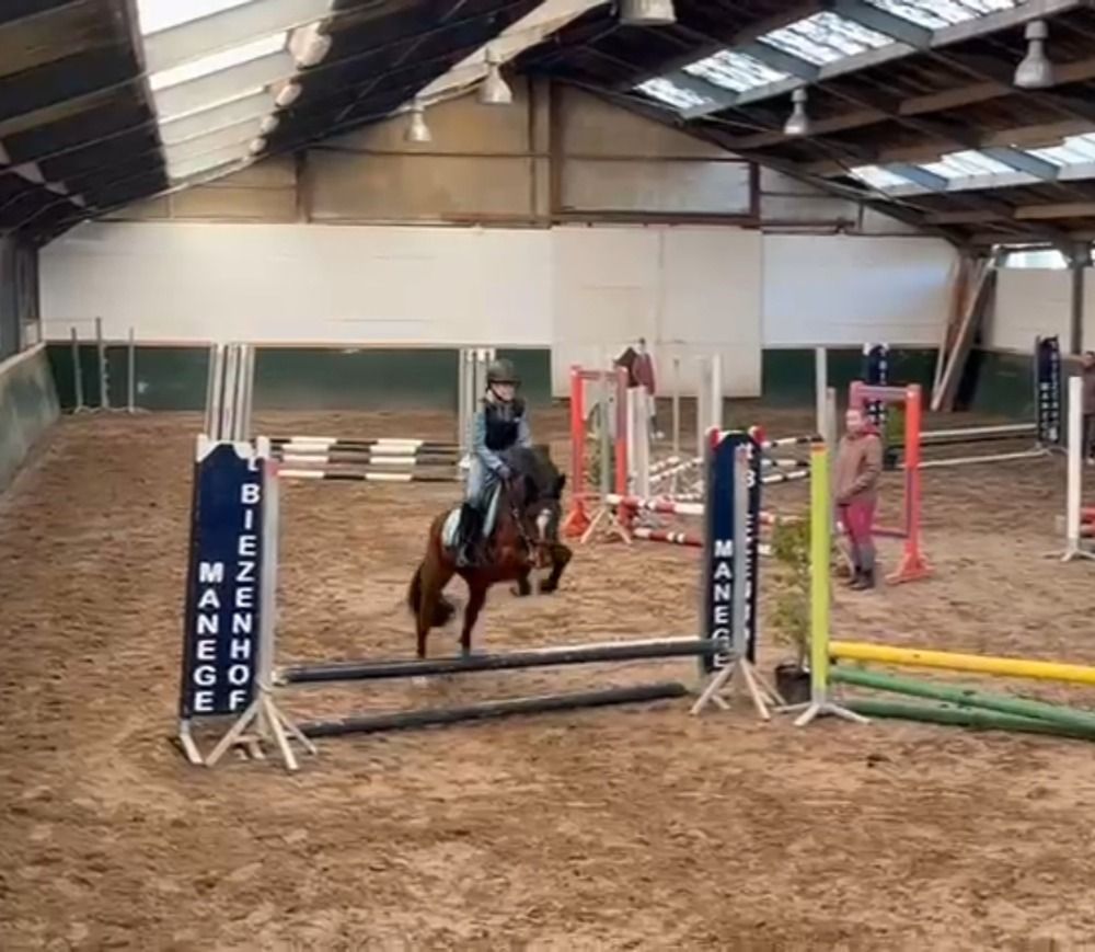New Forest allround-pony Merrie 5 jaar Bruin te koop - Foto 2