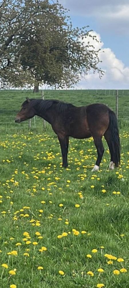 New Forest allround-pony Merrie 5 jaar Bruin te koop - Foto 3