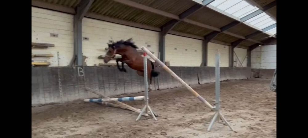 5 jarige New forest merrie
