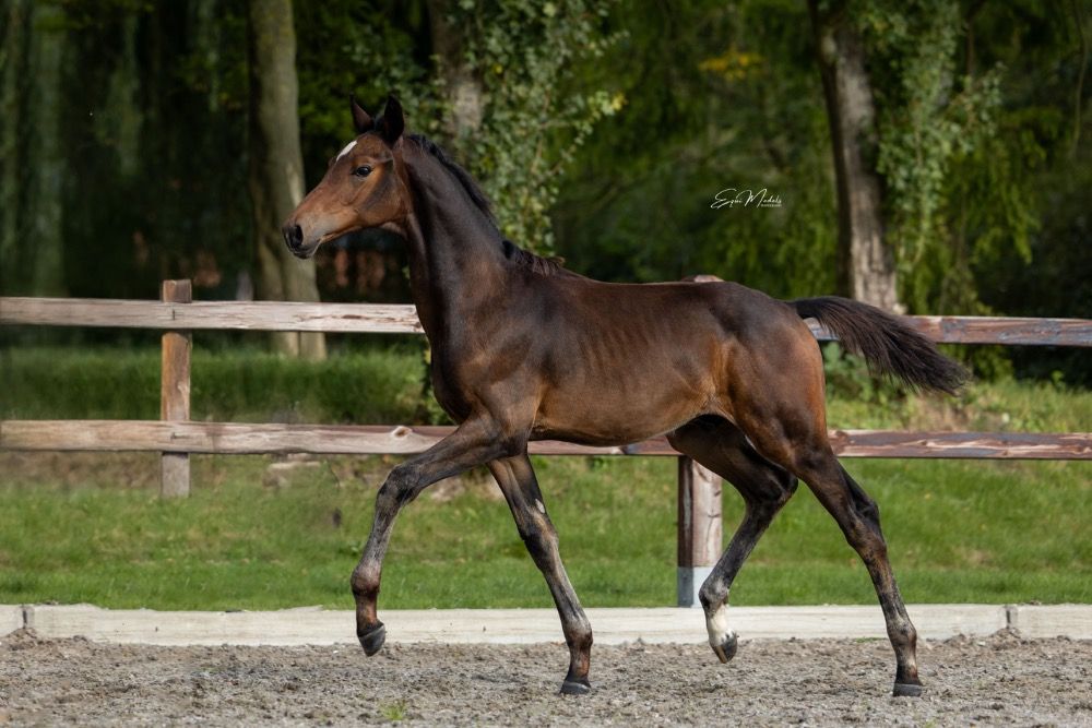 Hengstveulen v. Lord Europe uit GRAND PRIX merrie