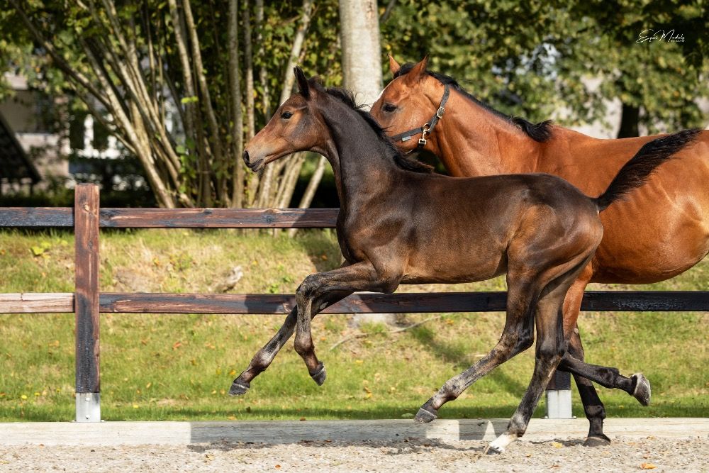 KWPN dressuurpaard Hengst Bruin te koop - Foto 4