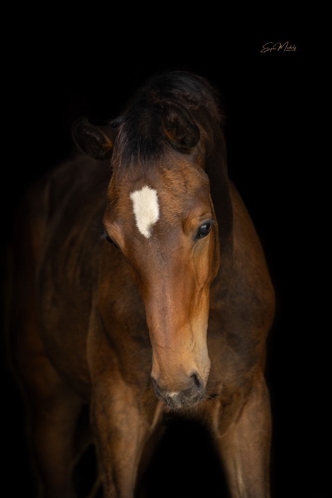 KWPN dressuurpaard Hengst Bruin te koop - Foto 2