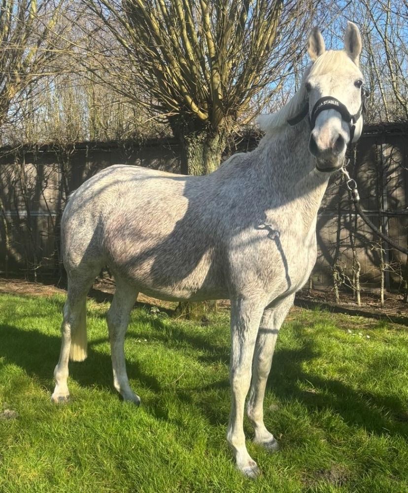 BWP fokmerrie Merrie 18 jaar Schimmel te koop - Foto 3