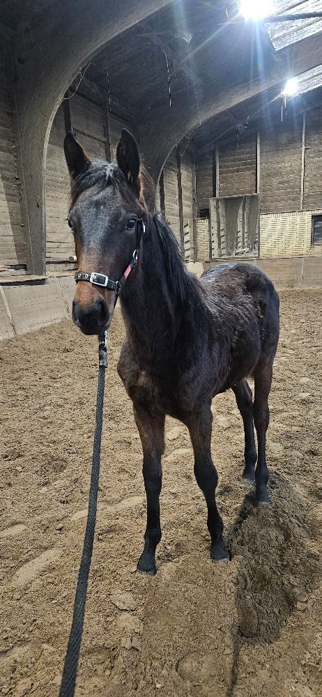 Zangersheide springpaard Merrie Donkerbruin te koop - Hoofdfoto