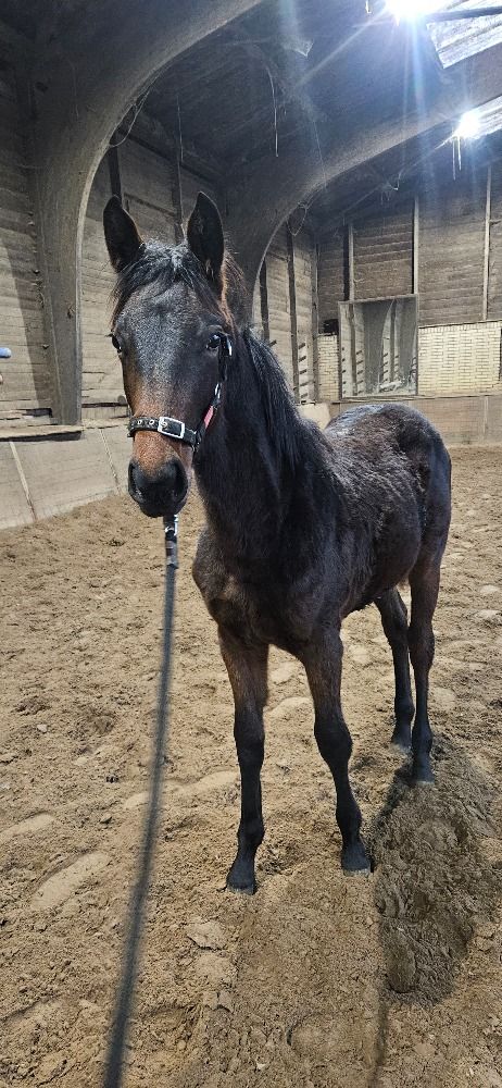 Zangersheide springpaard Merrie Donkerbruin te koop - Foto 2