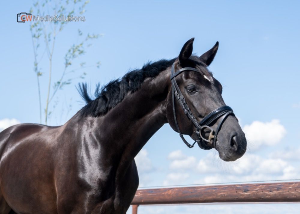 KWPN dressuurpaard Merrie Zwart te koop - Foto 2