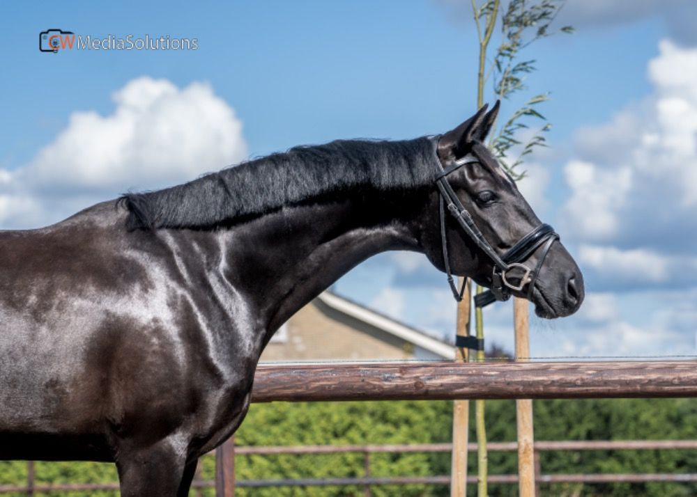 KWPN dressuurpaard Merrie Zwart te koop - Foto 3