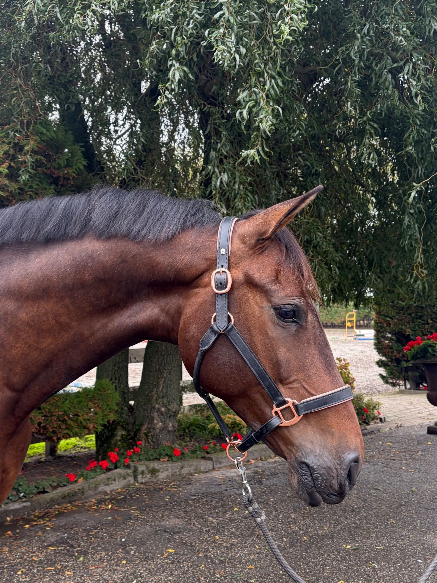 Elegant all-rounder mare